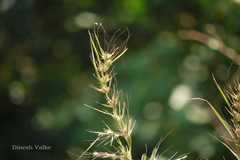 Pseudanthistiria heteroclita